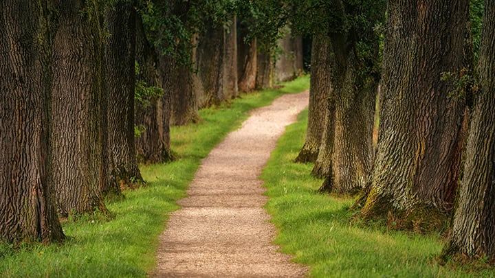 Pathway In A Forest